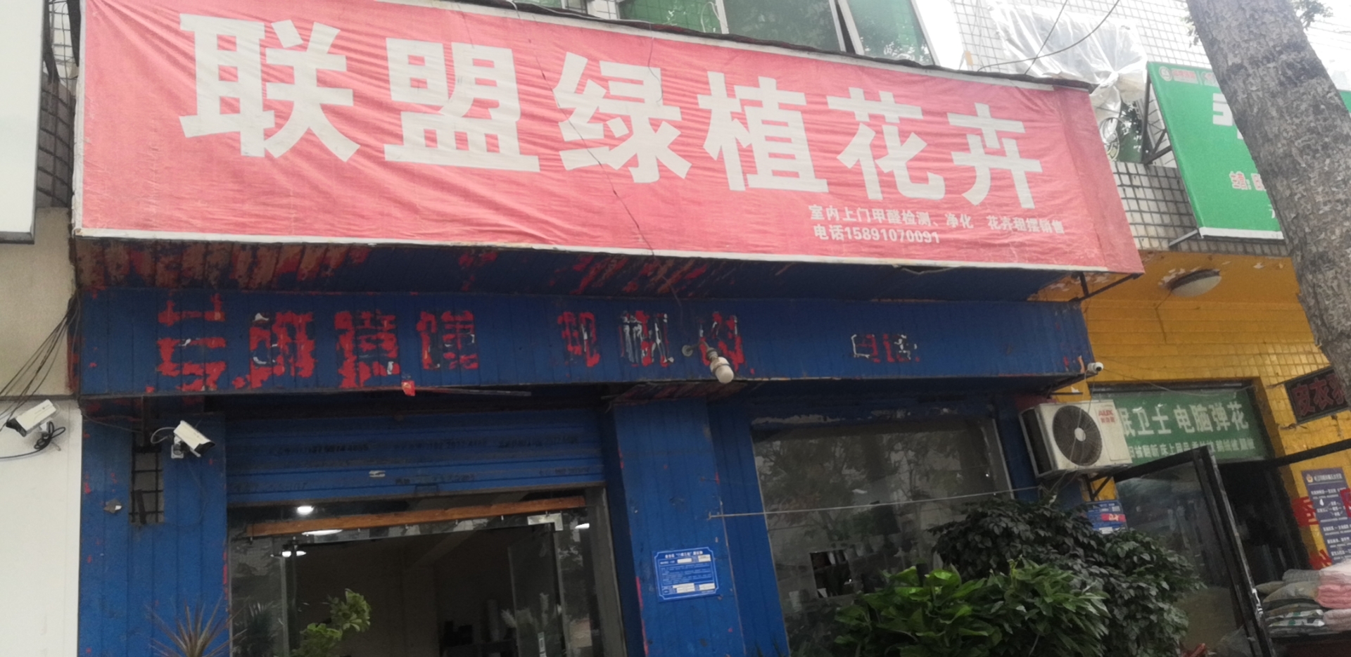 联盟绿植花卉